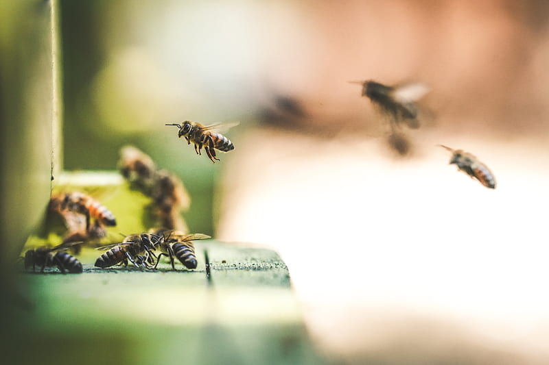 shallow focus graphy of bees flew in mid air, HD wallpaper