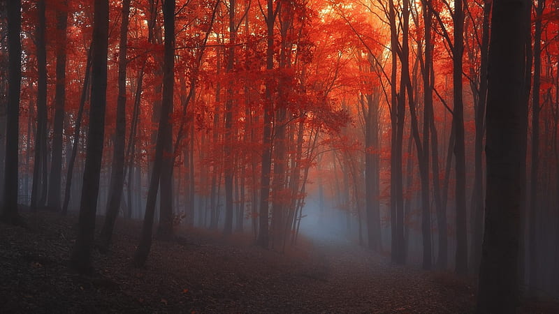 Dark autumn forest, forest, fall, autumn, fog, mist, graphy, nature, scene, landscape, wood, HD wallpaper