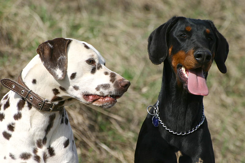 Mejores amigos, mejores amigos, cachorros, dalamation, doberman, animales,  perros, Fondo de pantalla HD | Peakpx