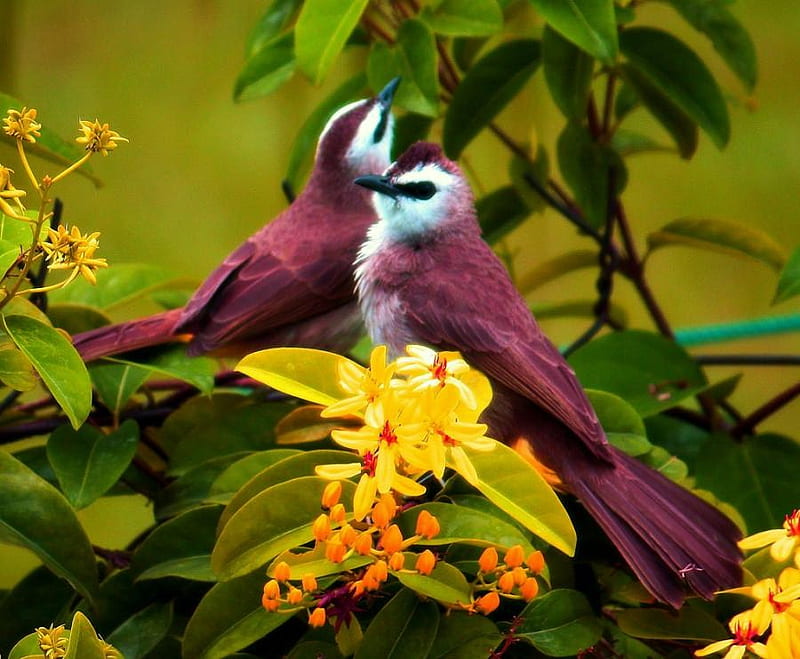 Colour on the wing, long tail, coloured, birds, white, flowers yellow, burgundy, pair, blue, HD wallpaper