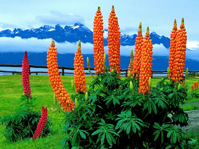 Exotic flowers, red, exotic, south america, orange, sky, clouds, green, argentina, summer, flowers, nature, HD wallpaper