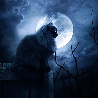Kat Witch Blu, cute, witch, hot, black, cat, eyes, animals, HD ...
