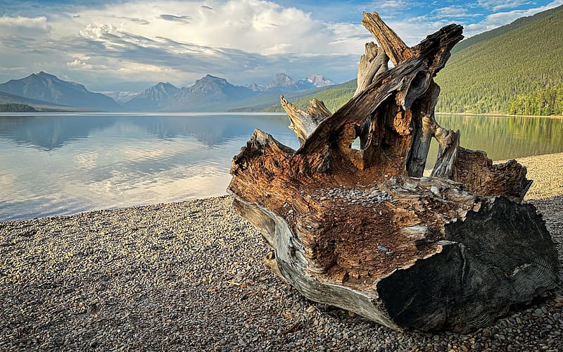 Lake McDonald, Glacier National Park, Montana, water, usa, reflections, trees, deadwood, mountains, HD wallpaper