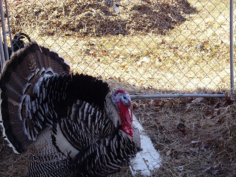 Our Male Turkey, male turkey, turkey, puffed out turkey, HD wallpaper