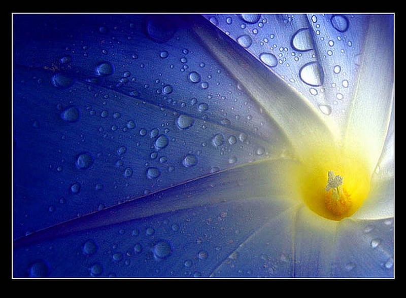 RAINDROPS ON FLOWER, water, flower, drops, petals, blue, HD wallpaper ...
