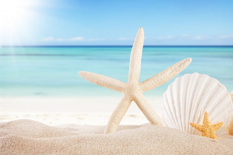 Seashells, beach, sand, sun, summer, shells, starfish, sea, HD wallpaper |  Peakpx