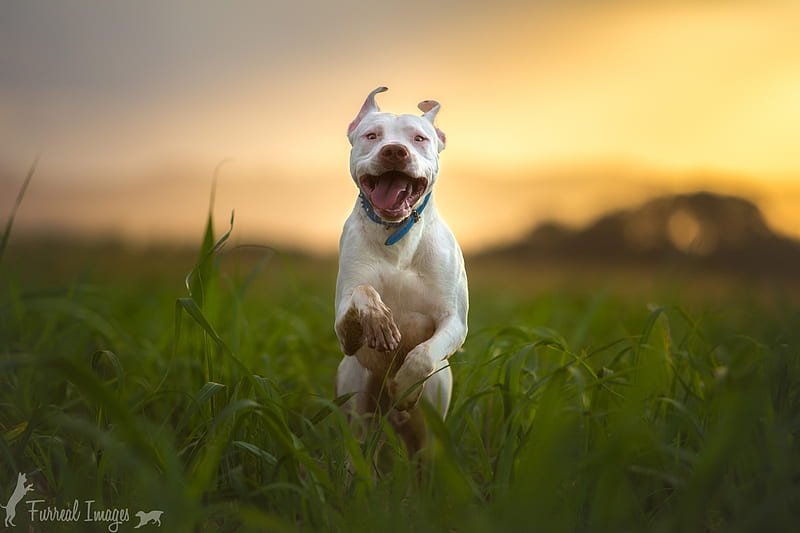 Pitbull Dog Breed Running, pitbull, dog, animals, HD wallpaper