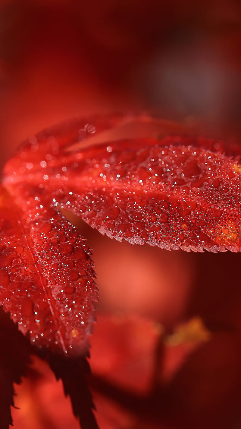 Red leaf , water drop, nature, fall, blur, macro, HD phone wallpaper