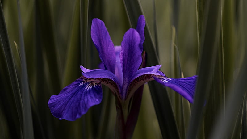 Iris, summer, flower, aaron burden, blue, HD wallpaper