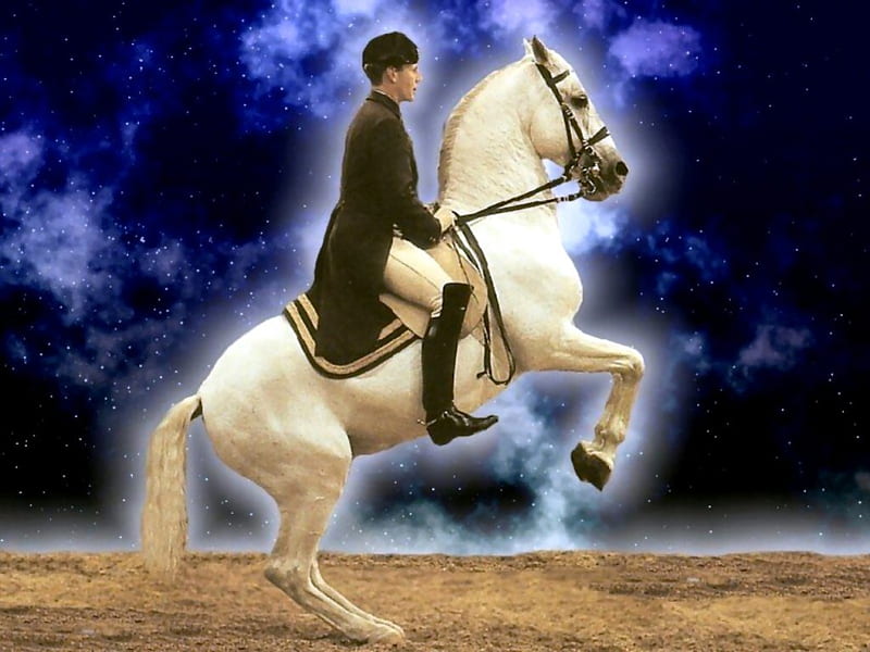 Dressage Horse 2, manipulation, equine, dressage, horse, animal, graphy, rider, wide screen, HD wallpaper