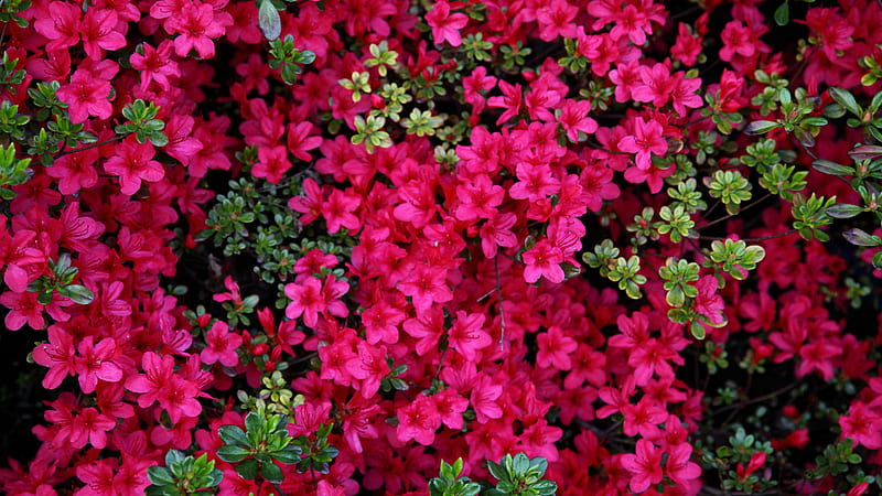 Azalea Pink Blossom Flowers With Green Leaves Flowers, HD wallpaper