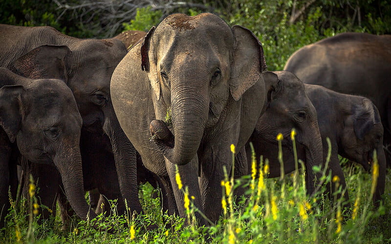 Elephants family, macro, Africa, herd of elephants, savannah, elephants, Elephantidae, R, HD wallpaper