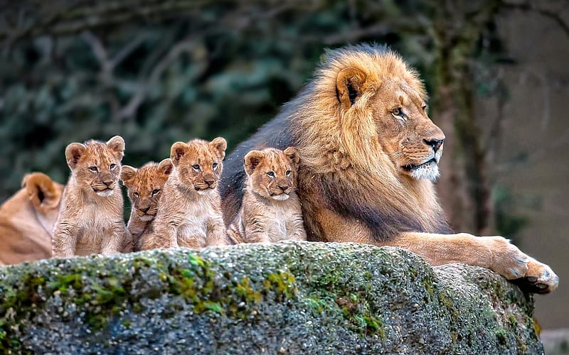 cute lion cubs wallpapers