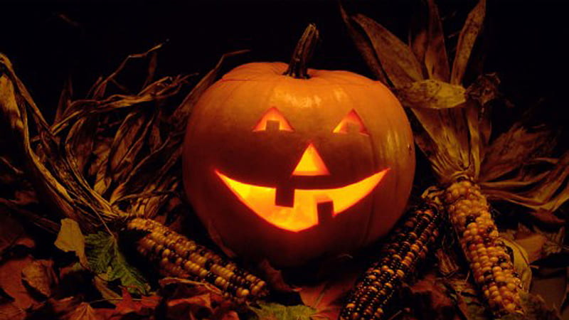 Pumpkin Face Halloween Black Background Halloween, HD wallpaper