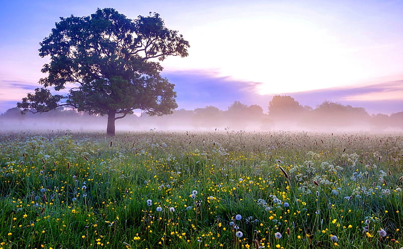Spring Morning, spring time, grass, spring flowers, spring, sky, clouds, tree, splendor, early morning, flowers, nature, sunrise, morning, field, landscape, HD wallpaper