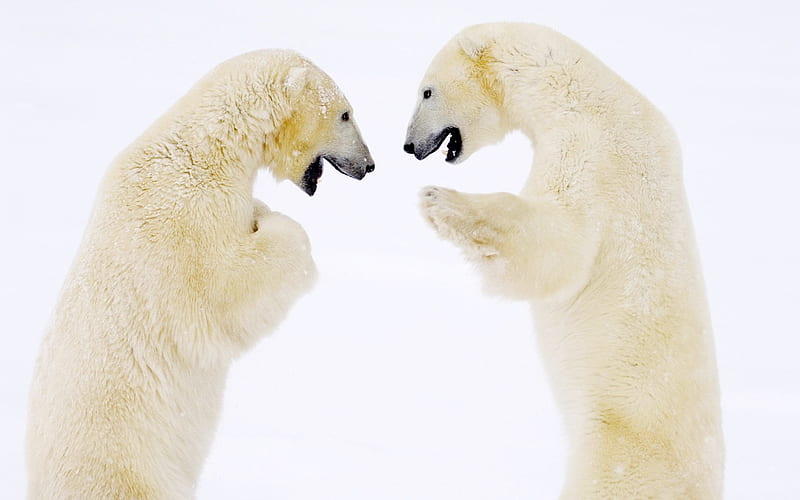 Boxing-polar bear, HD wallpaper