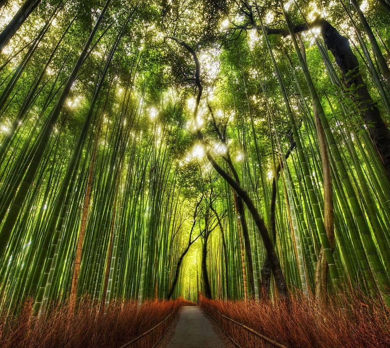 Path, bamboo, bridge, forest, green, landscape, nature, park, road, trees, HD wallpaper