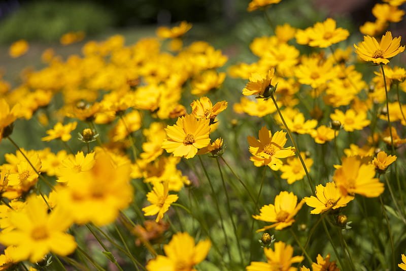 Selective Focus graphy of Yellow Daisy Flowers, HD wallpaper