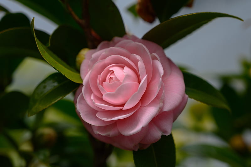 Camellia, Macro, Flowers, Pink, HD wallpaper