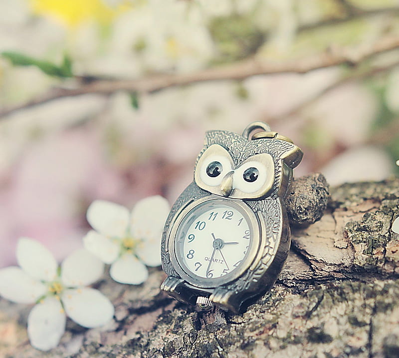 Owl, clock, sowa, HD wallpaper