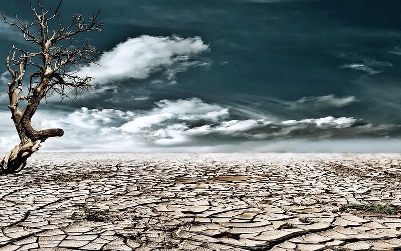 Nature, Desert, , Drought, Dead Tree, HD wallpaper