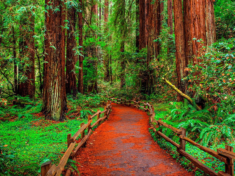 Muir Woods Walkway, Fall, forest, woods, trees, redwoods, Muir Woods, leaves, walkway, California, Autumn, HD wallpaper