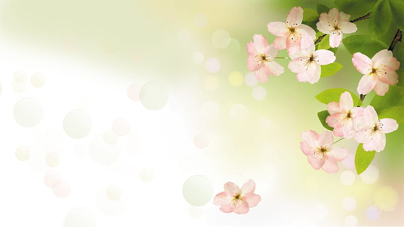 Plum Blossoms Soft, sakura, soft, spring, bokeh, green, summer, blossoms, flowers, petals, pink, HD wallpaper