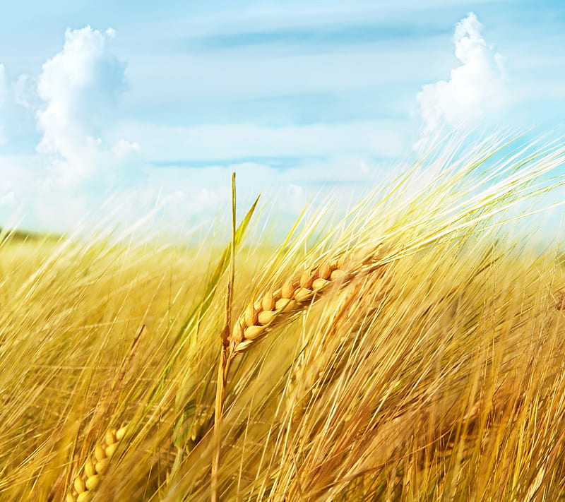 Wheat, grain, nature, nice view, sky, summer, HD wallpaper