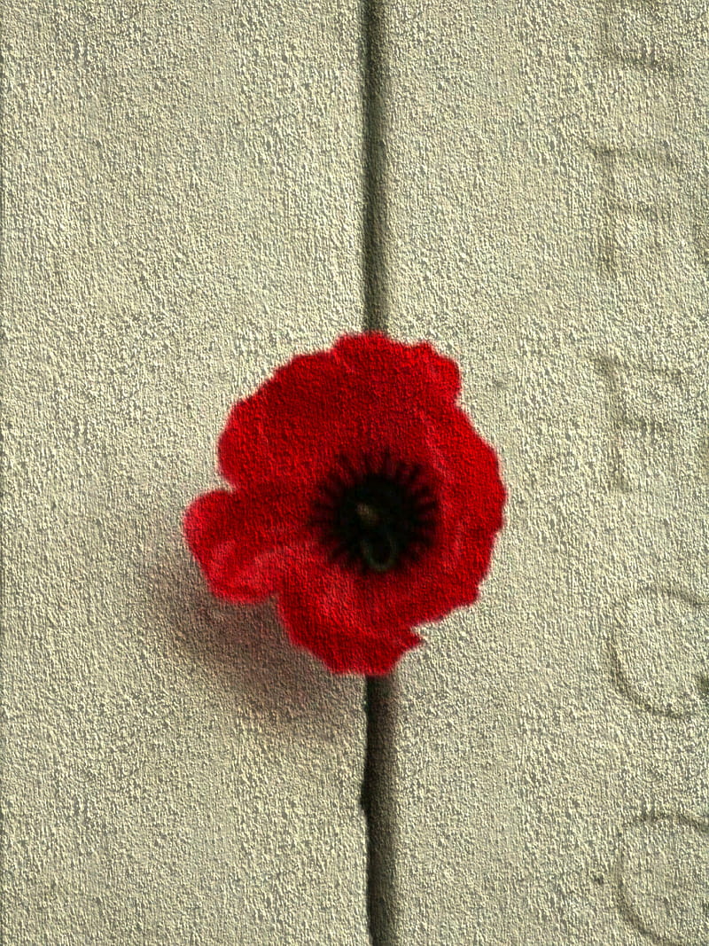 Poppy, lest we forget, remembrance, world war 1, HD phone wallpaper