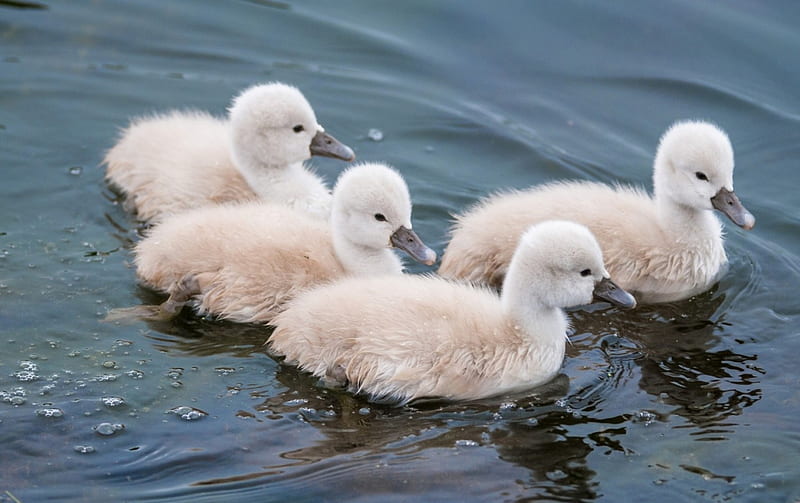 Swan chicks, cute, water, white, chicks, swan, baby, blue, HD wallpaper