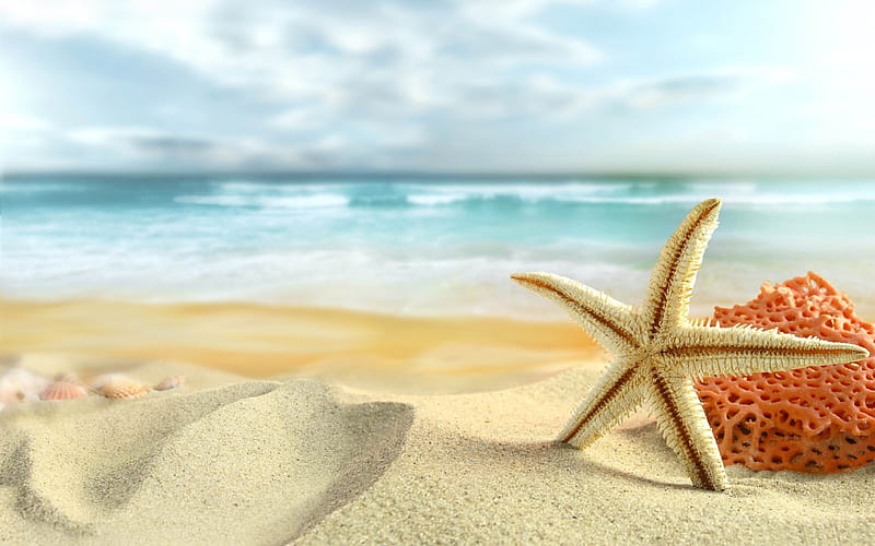 starfish on the beach-Nature Landscape, HD wallpaper