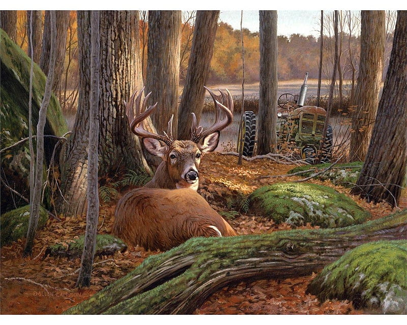 Where Sleeping Deer Lie, forest, antlers, male, green, nature, derr, trees, HD wallpaper