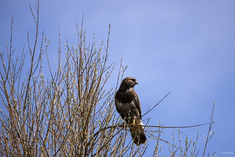 falcon, bird, brown, branches, wildlife, HD wallpaper