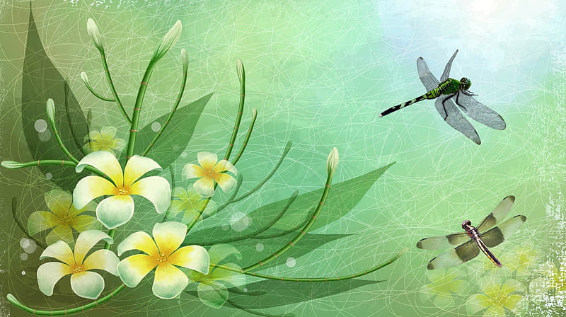 Frangipani and Dragonflies, dragon fly, flowers, transparent, plumeria, spring, abstract, frangipani, green, subtle, dragonflies, summer, flowers, vintage, HD wallpaper