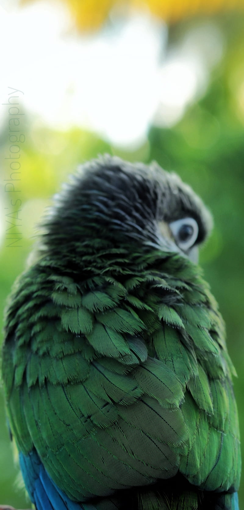 Green cheek conure, bird, birds, love, HD phone wallpaper