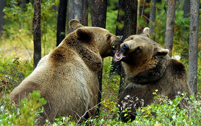 Osos pardos, jugando, bosque, osos pardos, pareja, Fondo de pantalla HD |  Peakpx