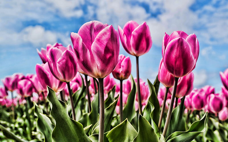 pink tulips, close-up, bokeh, R, summer, field of flowers, tulips, pink flowers, HD wallpaper
