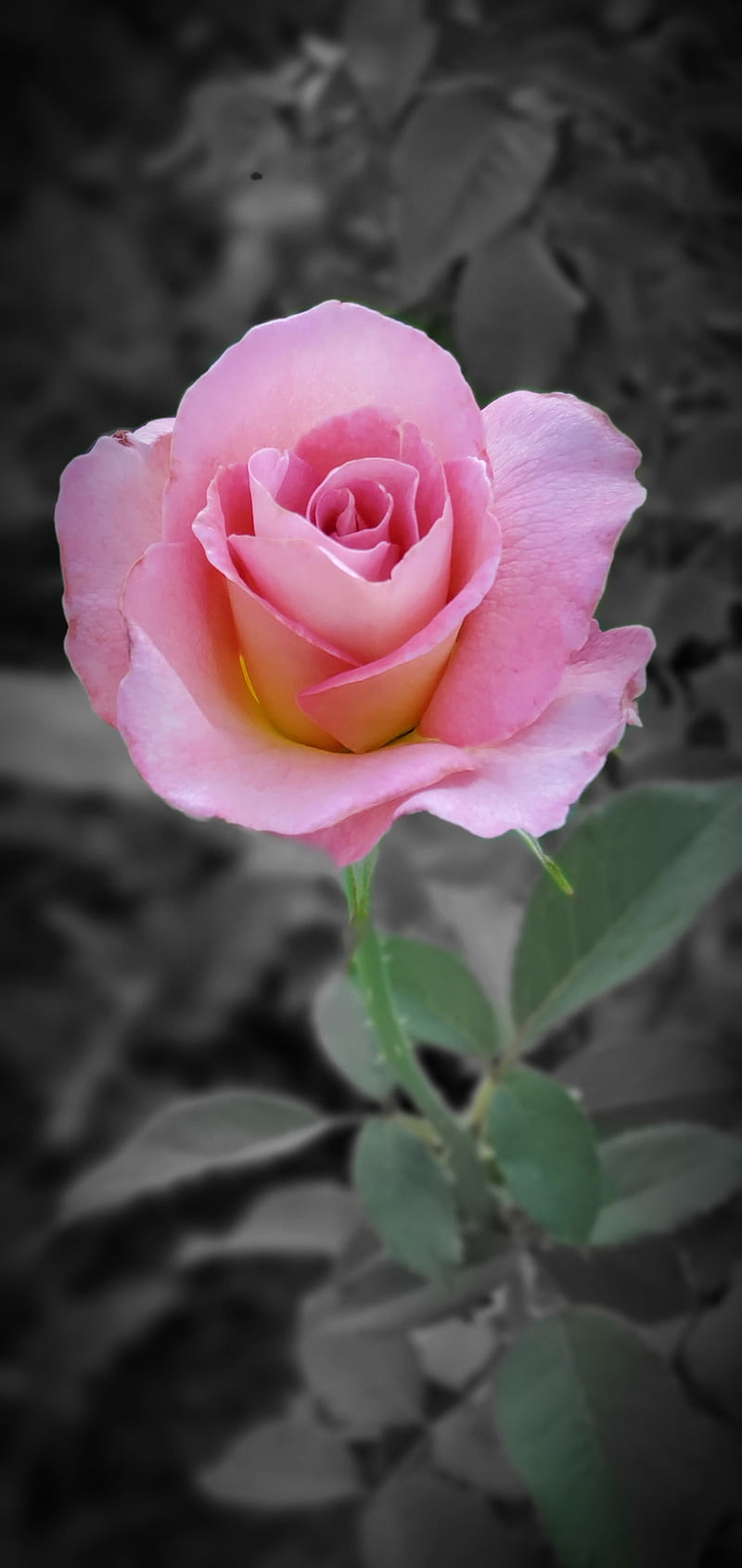 3d rosa, 3d, flores, rosa, Fondo de pantalla de teléfono HD | Peakpx