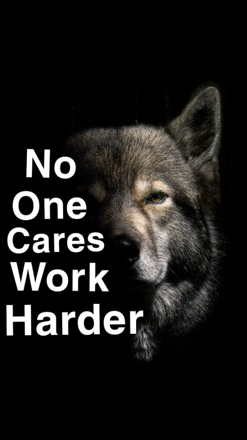 No one cares, wolf, wolves, HD phone wallpaper