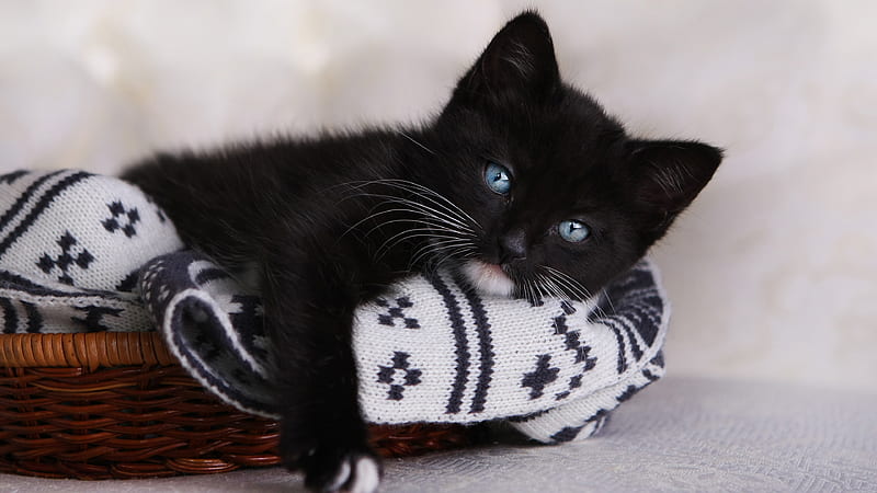 Blue Eyes Black Kitten Is Lying On Towel Inside Bamboo Basket Kitten, HD wallpaper