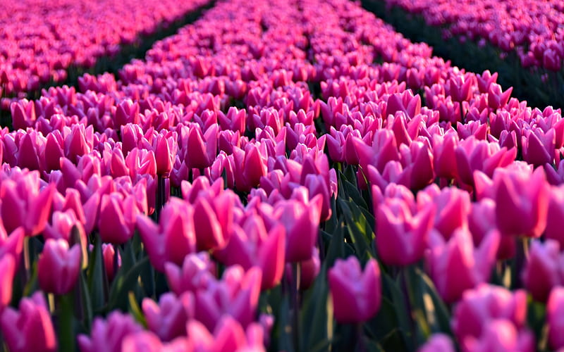 field of pink tulips, spring pink flowers, tulips, wildflowers, morning, sunrise, Netherlands, HD wallpaper