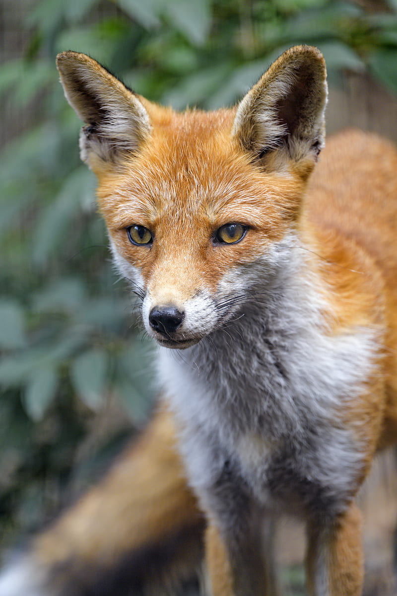 fox, predator, sight, animal, muzzle, HD phone wallpaper