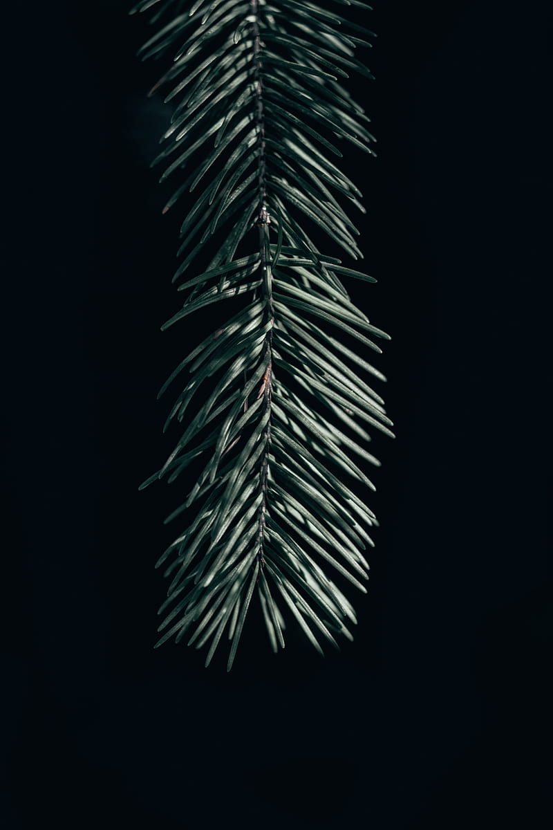 branch, needles, dark, spruce, HD phone wallpaper