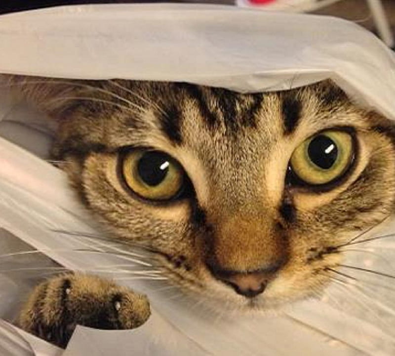 Cat in the Bag, cute, cat eyes, pets, cat, HD wallpaper | Peakpx