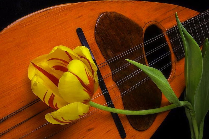 Tulip on Mandolin, pretty, lovely still life, lovely, mandolin, love four seasons, graphy, flowers, nature, tulip, HD wallpaper