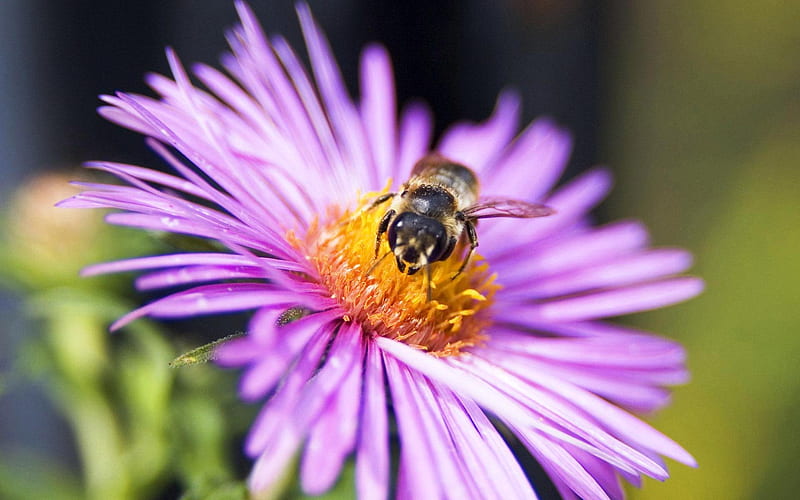 Bizzy Bee at work, bee, purple, flower, wildlife, nature, HD wallpaper