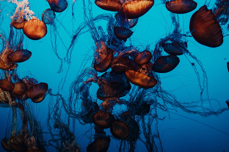 jellyfish, underwater world, tentacles, water, swimming, HD wallpaper