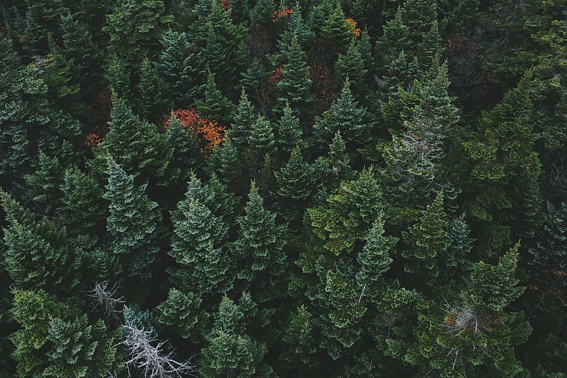 coniferous forest, trees, aerial view, HD wallpaper