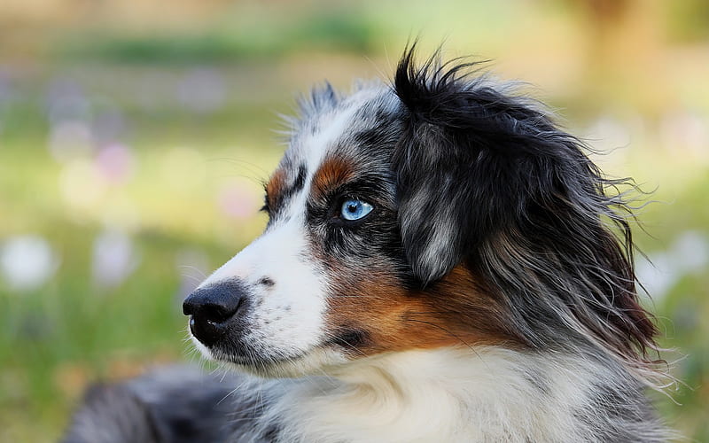 Border Collie, cute dogs, pets, muzzle, blue eyes, British dog breeds, HD wallpaper