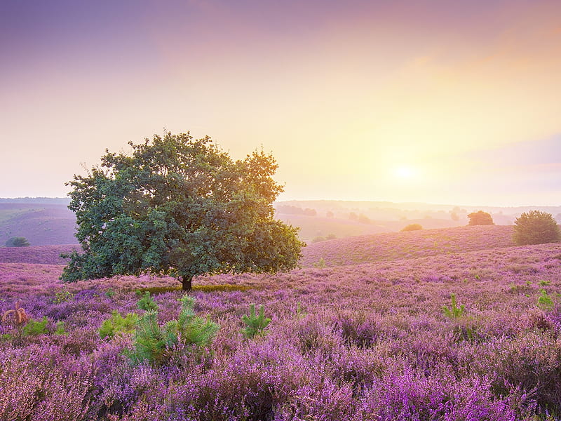 Sunrise at the Posbank,Netherlands., purple, lavenders, nature, sunset, trees, field, HD wallpaper